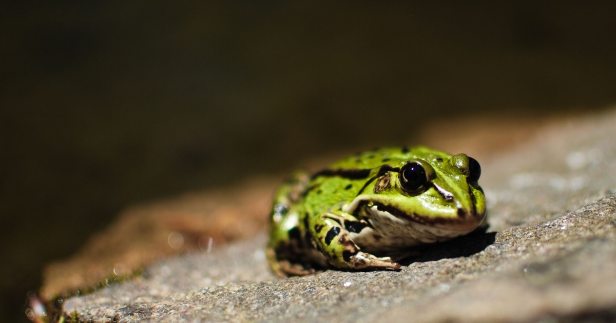 Toad sitting on a stone