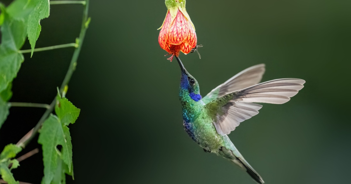 Hummingbird flying and feeding