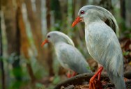 The Kagus Bird Is Seriously Endangered, And If It Goes Extinct, Its Unique Genetic Nasal Skin Flaps Goes With It