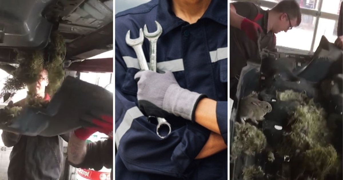 Mechanics chasing bunnies