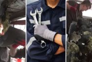 ‘Oh, there’s three of them.’ – Mechanics Heard Something Thumping In A Van, And Then Found A Few Friends Hopping Around In The Vehicle