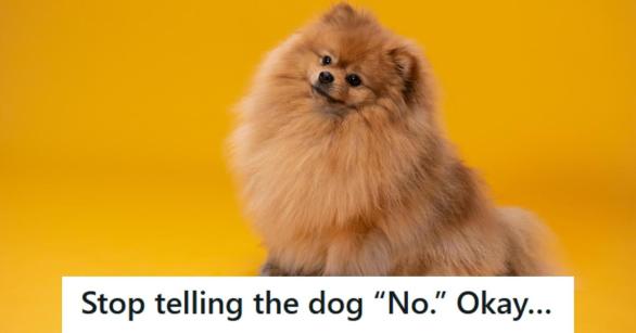 Pomeranian dog with his head cocked against an orange background