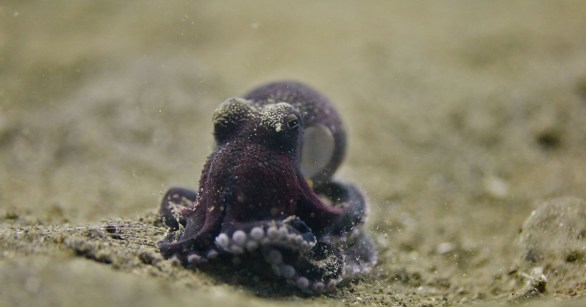 Atlantic Pygmy octopus