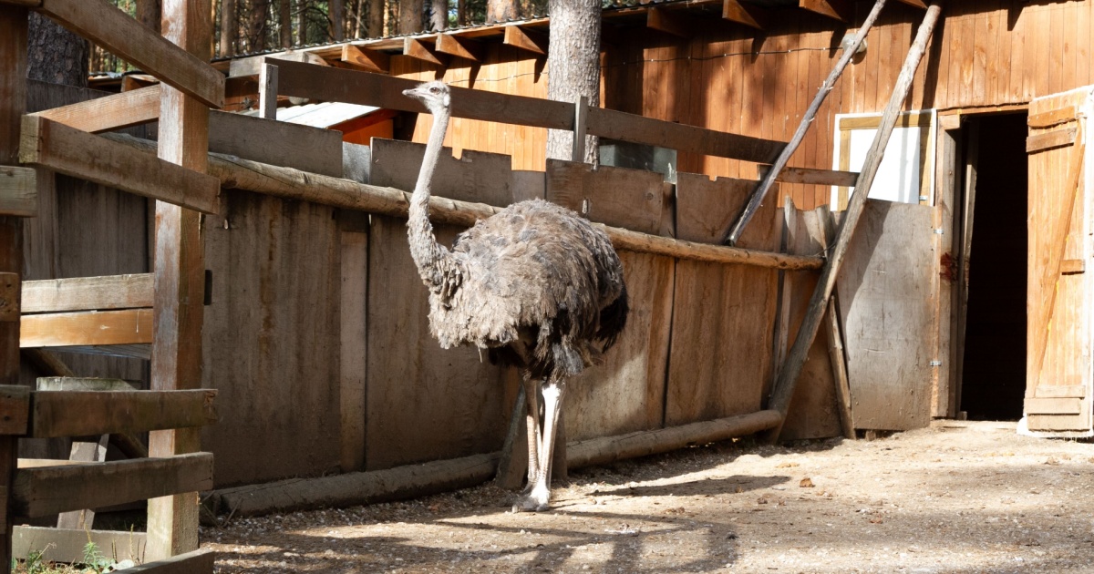 Ostrich standing
