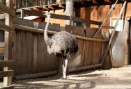 Ostriches Are The Largest And Fastest Flightless Bird In The World, And A New Study Suggests That It May Be Because They Have Two Knees On Each Leg