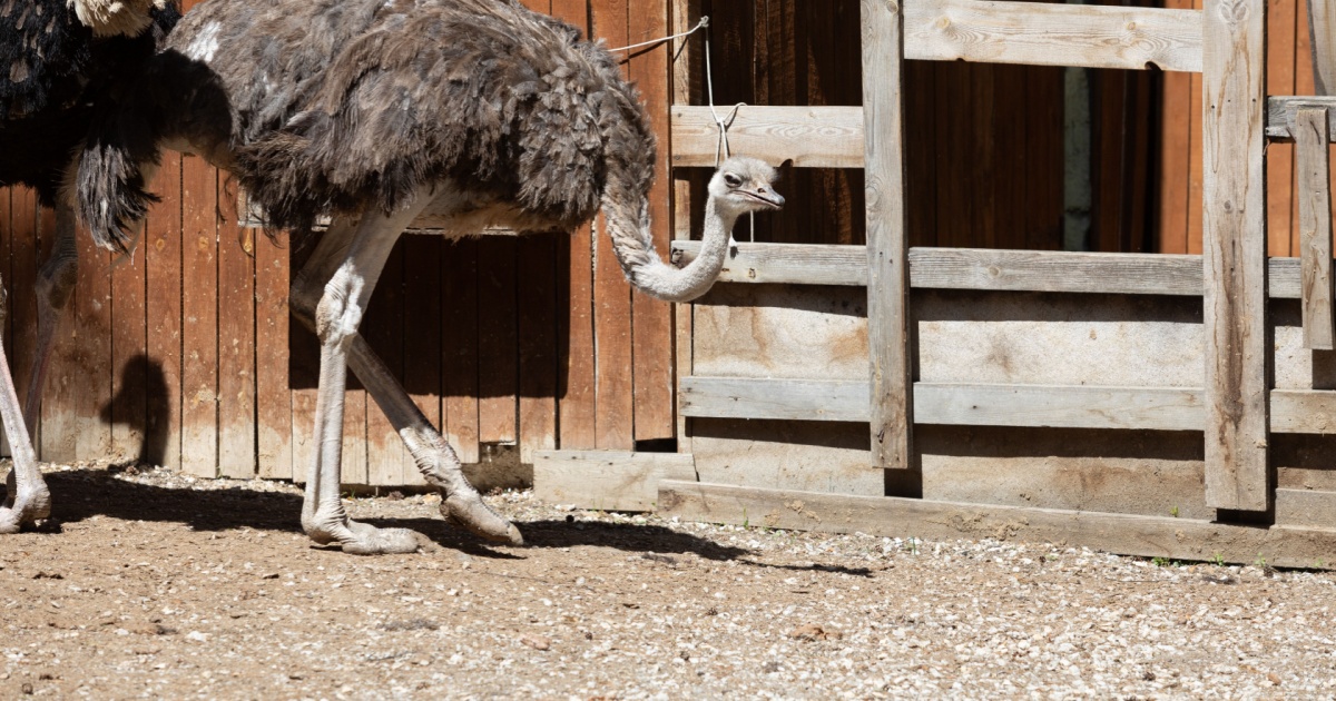 Ostrich walking