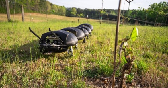 Robotic centipede in a vineyard