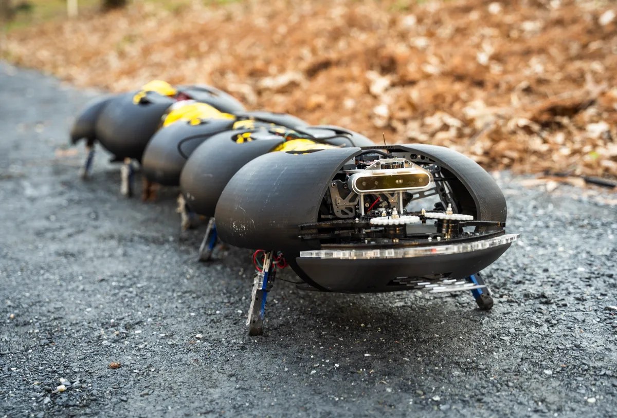 Robot centipede on asphalt
