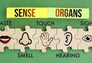 Are The Five Senses The Only Tools You Have To Navigate The World? Experts Say We Have Many Others That Are Very Helpful.