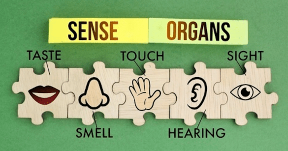 Illustration about Senses