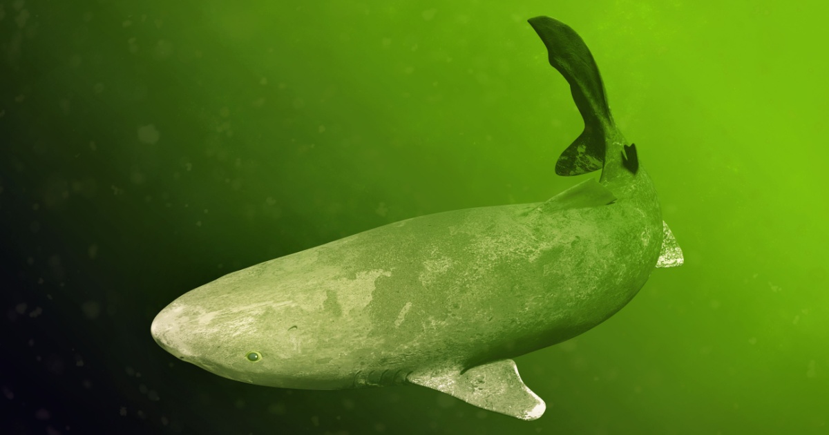 Greenland shark with scars