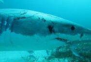 Sharks Live Very Violent Lives Earning Them Many Scars, And A New Study Hopes To Create A Directory Of Shark Scars To Help Researchers Learn More About These Ocean Predators