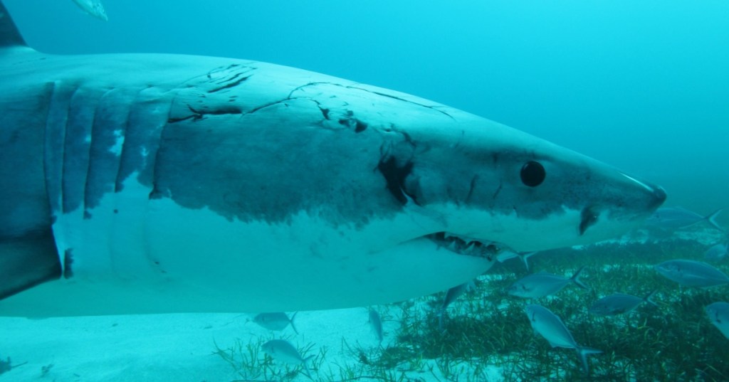 Scars on a Great White Shark