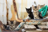 It Turns Out Domesticated Cats Didn’t Arrive In The Americas Until About 500 Years Ago