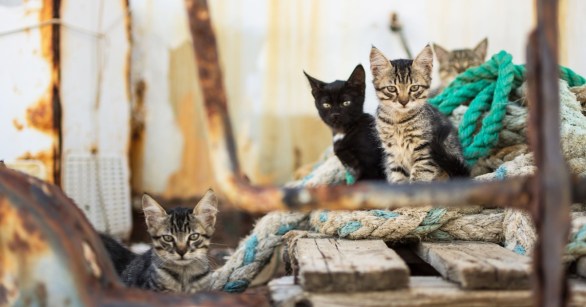 Cats on a ship