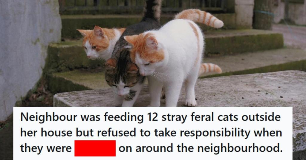 Three feral cats waiting for food outside the door
