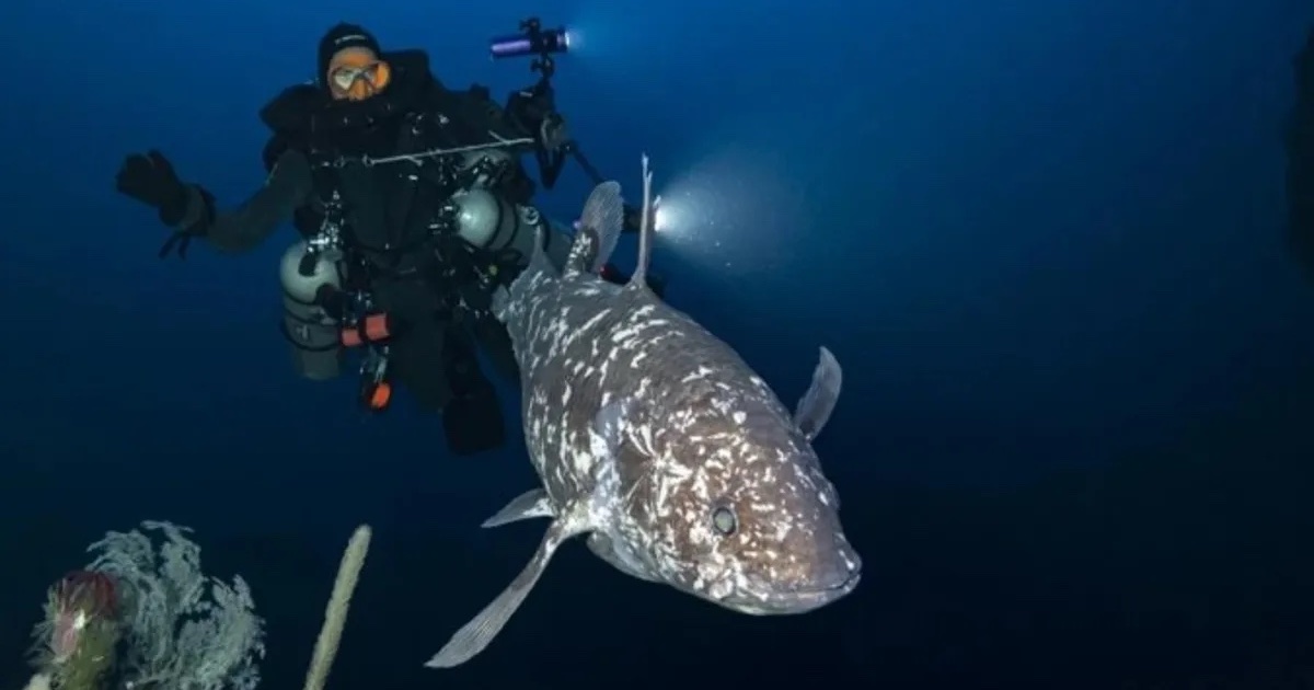 Diver observing a Coelacanths