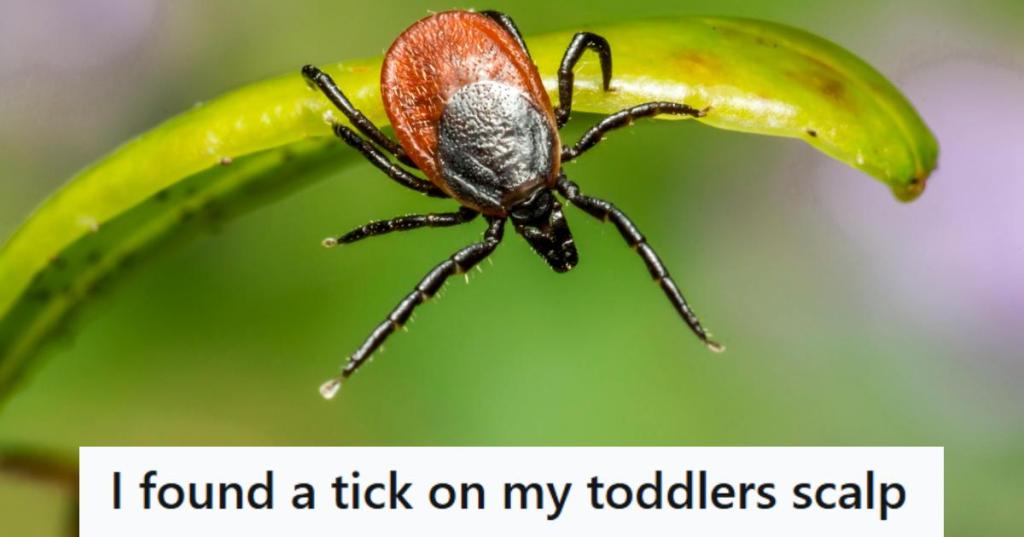 Dog Tick crawling on a plant leaf looking for a host