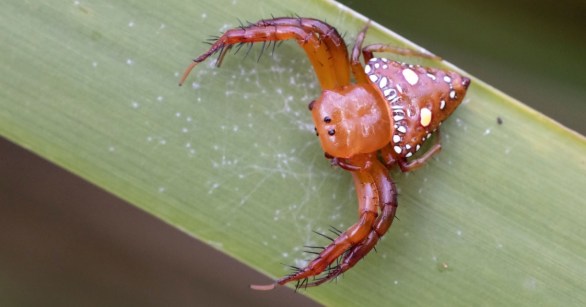 Triangular spider on leaf