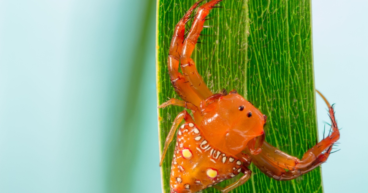 Triangular Spider on Leaf
