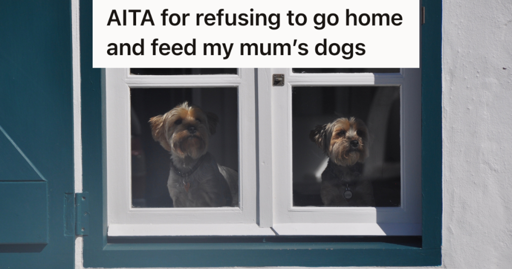 two small dogs looking out a white window with blue shutters