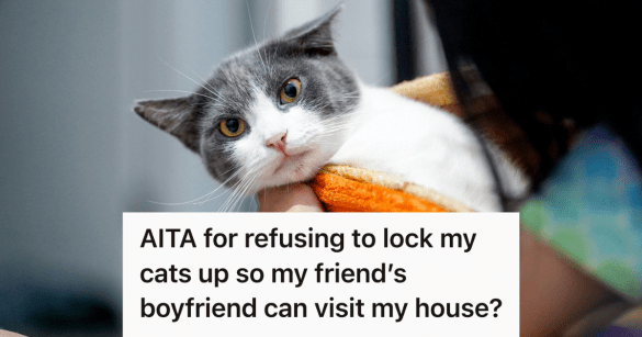 cat bundled in a blanket