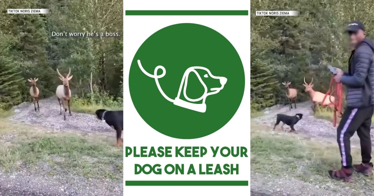 Keep your dog on leash sign