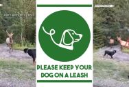 Couple Saw A Dog Off Its Leash Harassing Two Adult Elk, So They Yelled At The Owner To Keep It On A Leash For Its Own Protection