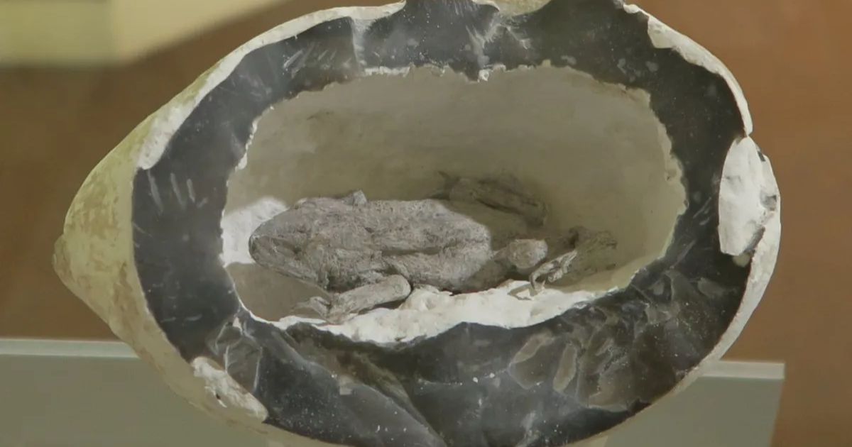 Frog in a stone hoax