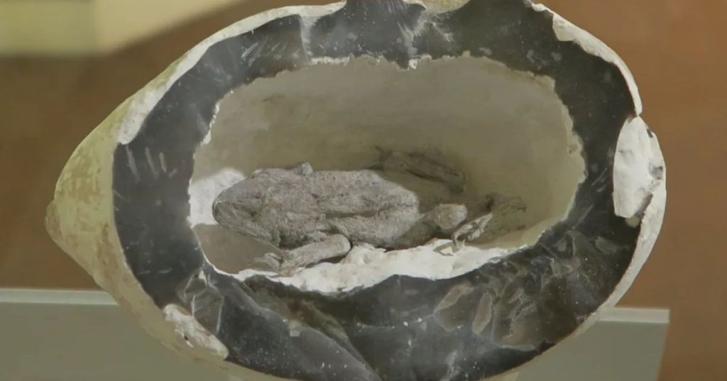 Frog in a stone hoax