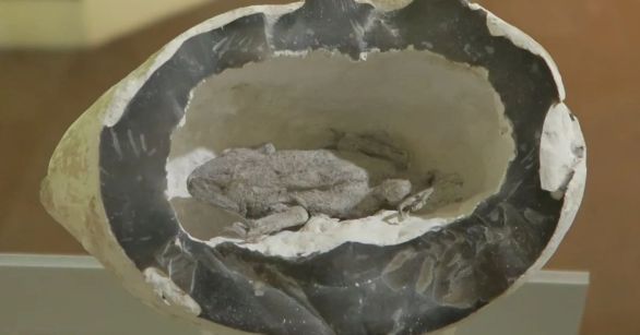 Frog in a stone hoax