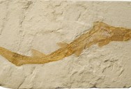 Fossiles Of Two Ancient Marine Creatures Have Been Found Deep In The World’s Largest Cave In Kentucky