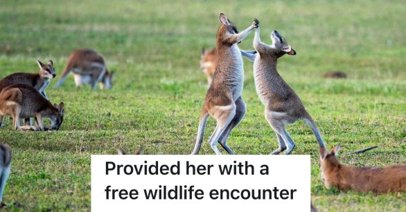 fighting kangaroos