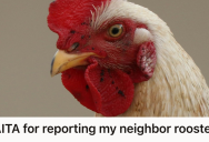 Noisy Roosters Jolted Them Awake Every Morning, So One Sleep-Deprived Renter Considered Turning Their Neighbors In For Excessive Noise