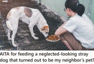 Homeowner Started Caring For A Stray Dog, But Then Their Neighbor Started Yelling And Claiming The Pooch Was Theirs And Could Roam Wherever It Wanted