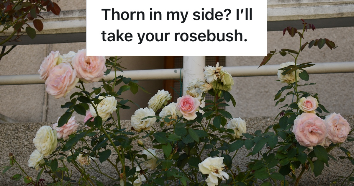 pink and white roses on a rose bush