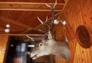 Showing Off Hunting Trophies Is Behavior That Even Neanderthals Engaged In For Thousands Of Years