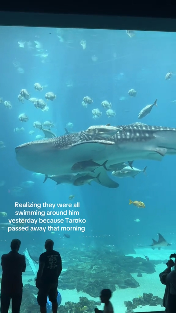 A whale shark in the Georgia Aquarium