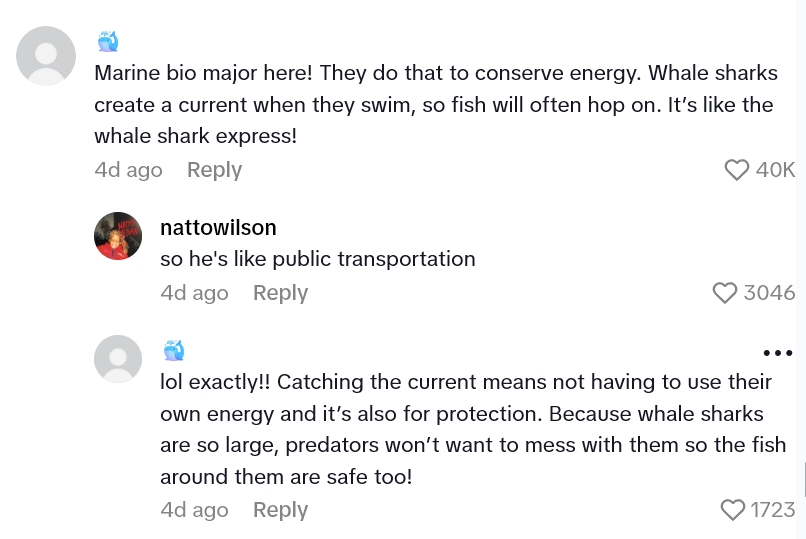 2025 08 27 17 01 54 People Are Touched As Fish Appear To Comfort A Shark After The Passing Of Their Friend