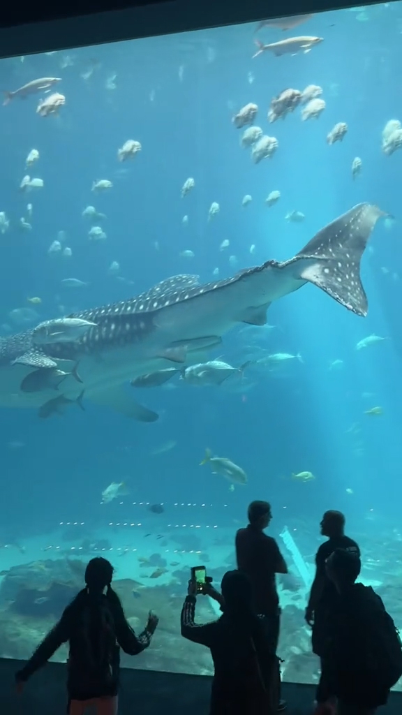 A whale shark in the Georgia Aquarium