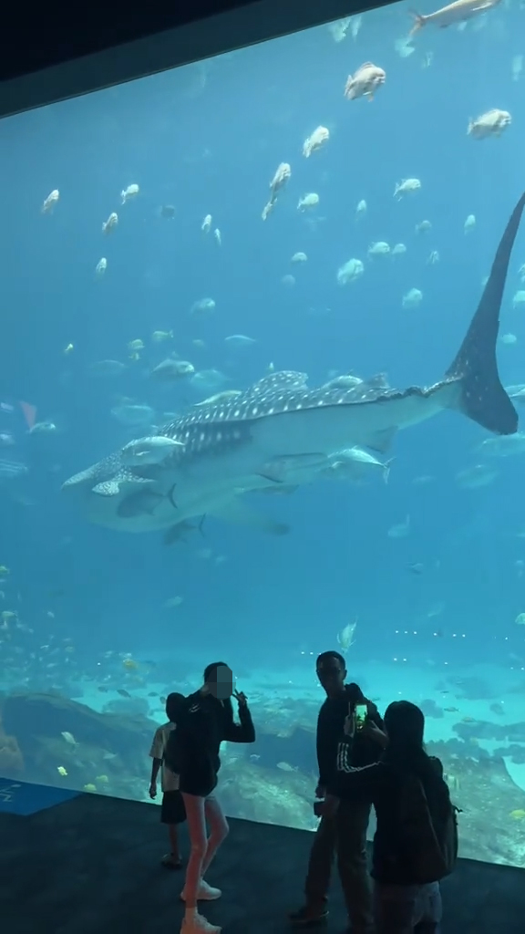 A whale shark in the Georgia Aquarium