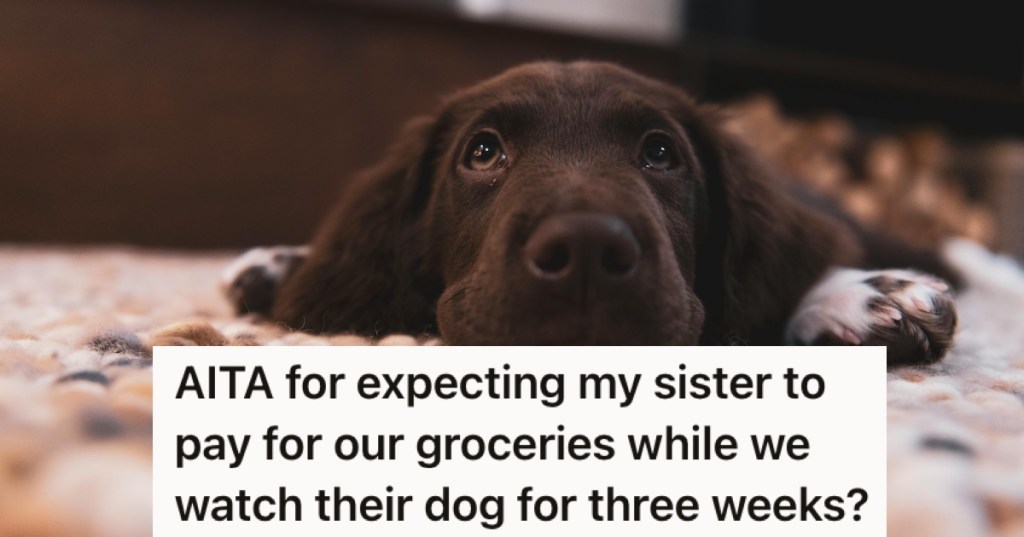 A brown dog lying on the floor