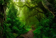 The Amazon Rainforest Is One Of The Most Incredible Places On Earth, But It’s At Risk Of Transforming Into A Dry Savannah Due To Climate Change