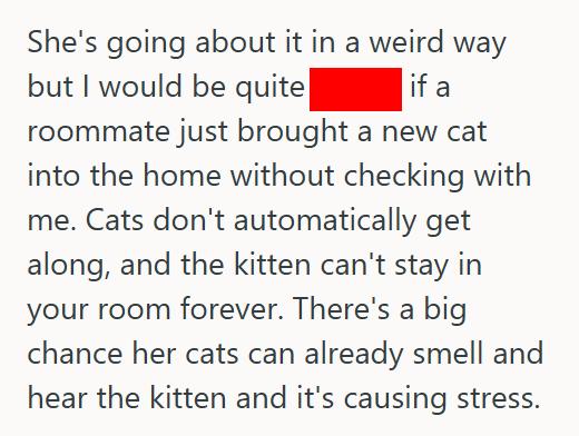 Baby Kitty 1 She Refused To Rehome Her Orphaned Kitten After Her Roommate Claimed Fake Allergies, So Now Her Roommate Is Threatening To Report Her To The Landlord