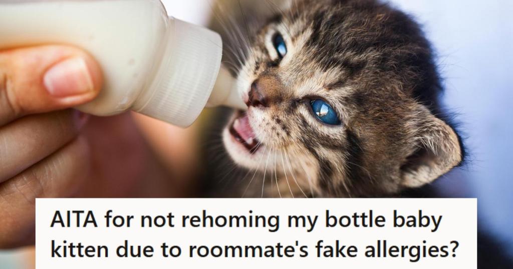 Gray tabby kitten being bottle fed after losing its mother