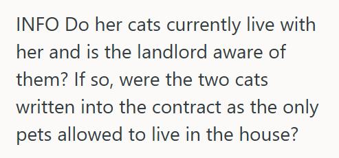 Baby Kitty She Refused To Rehome Her Orphaned Kitten After Her Roommate Claimed Fake Allergies, So Now Her Roommate Is Threatening To Report Her To The Landlord