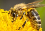 Scientists Are Able To Remotely Control Bees With Newly Developed Technology Connected To Their Brain