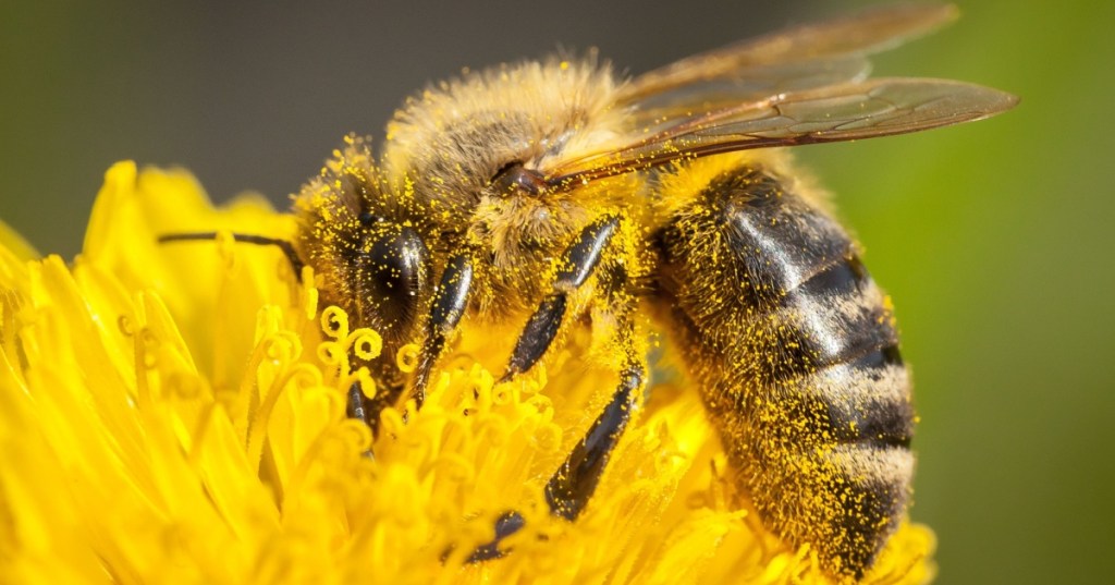 Closeup of a Bee