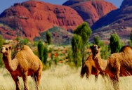 Australia May Soon Be The Country With The Most Camels In The World, Even After Cutting Their Population By 100,000 In Past Years
