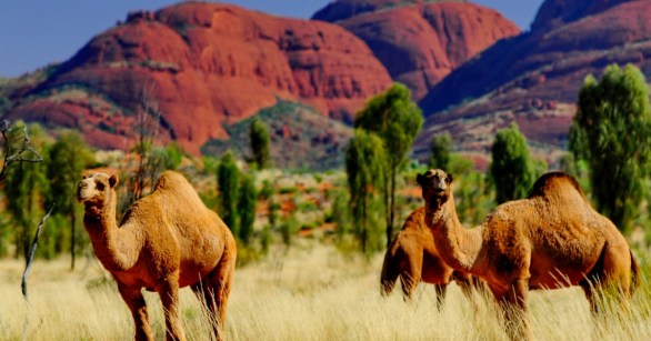 Camels in Australia